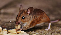 24 Hour & Emergency Exterminators in Sunny Point Mil Ocean, NC